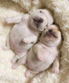 two puppies cuddle together on a fluffy blanket