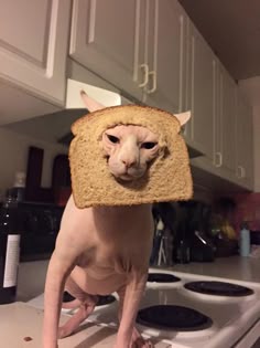 a hairless cat with a slice of bread on it's head in the kitchen