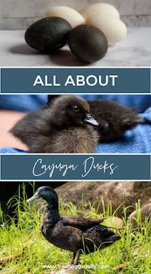three different types of birds sitting in the grass next to rocks and an egg shell