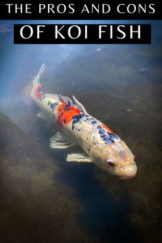 The benefits of owning Koi Fish