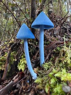 two blue mushrooms are growing in the woods