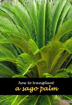 a large green plant with the words how to transplant a sago palm on it