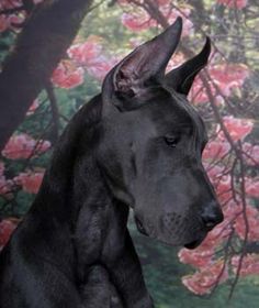 a large black dog standing in front of a tree with pink flowers on it's head