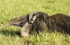 an animal that is in the grass with it's head on another animal,