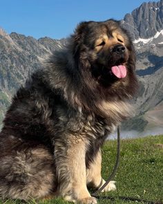 a large brown and black dog sitting on top of a grass covered field next to mountains