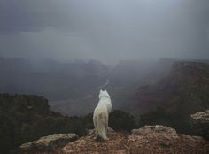 a white cat standing on top of a rocky cliff looking out at the valley below