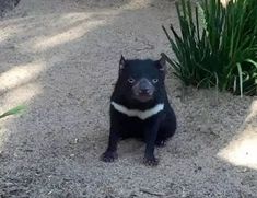 a small black dog sitting in the dirt