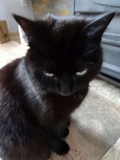 a black cat is sitting on the floor looking at something with its eyes wide open