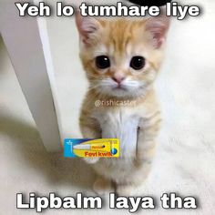 a small orange kitten standing on its hind legs with the caption, yeh lo tumhare lye lipbalm laya tha