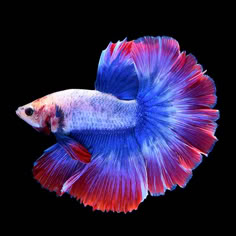 a blue and red siamese fish on a black background