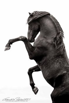 a black and white photo of a horse rearing it's hind legs in the air