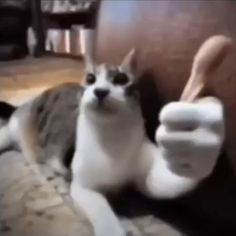 a cat laying on top of a couch with its paw up