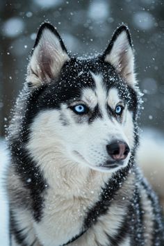 a husky dog with blue eyes looks at the camera while snow falls on it's fur