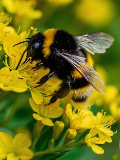 a bum is sitting on some yellow flowers