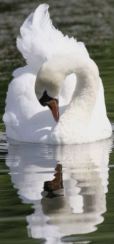 a white swan is swimming in the water