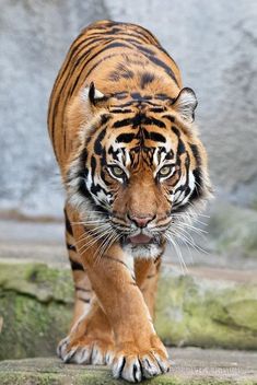 a large tiger walking across a lush green field next to a rock covered forest area