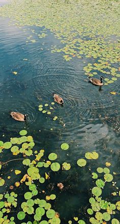three ducks are swimming in the water with lily pads on the lake's surface