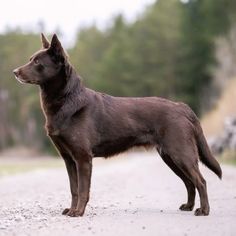 a brown dog standing on the side of a road