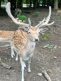 two deer standing next to each other on a dirt ground covered in grass and trees