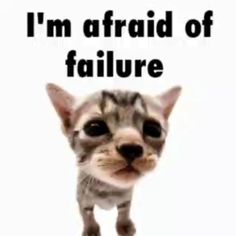 a cat that is standing up with the caption i'm afraid of failure
