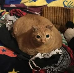 an orange cat laying on top of clothes