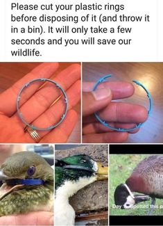 the bird is being held in front of several photos and has blue wire around it's beak