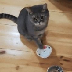 a cat is playing with a toy on the floor