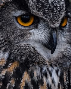 an owl with yellow eyes is looking at the camera while it's close up