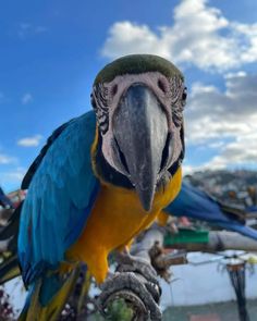 a blue and yellow parrot sitting on top of a tree branch with clouds in the background