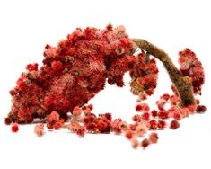 a bunch of red flowers that are next to each other on a white surface,