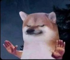 a dog with its eyes closed and hands in the air