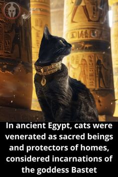 a black cat sitting on top of a table next to an egyptian style vase with the words in ancient egypt, cats were venerated as sacred beings and protectors of homes, considered