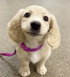 a small white dog wearing a pink collar and leash on the floor with its eyes wide open