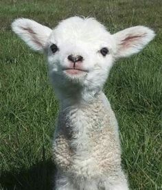 a small white lamb standing on top of a lush green grass covered field, looking at the camera