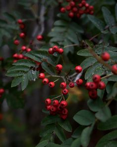 red berries are growing on the branches of a tree