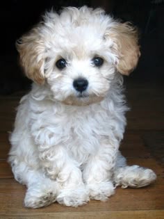 a small white dog sitting on top of a wooden floor next to a door and looking at the camera
