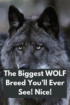 Venture into the Wild: Encounter the Extraordinary Majesty of the Biggest WOLF Breed! 🐺✨ Prepare to be awe-struck as we unveil the colossal size and captivating presence of these magnificent creatures. From their powerful build to their striking features, explore the world of the largest wolf breed like never before. 🌟 Are you ready to experience the thrill of the wild? Click here to discover the incredible wonders that await you!  IG Photo by:wolfarba