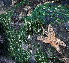 a starfish laying on the rocks covered in seaweed