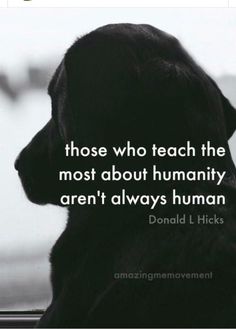 a black dog with the words those who teach the most about human aren't always human