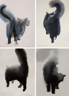 four pictures of black and white cats in different poses