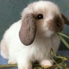 a small white and brown rabbit eating some green grass in front of a gray wall