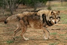 a wolf walking across a dirt field with trees in the background