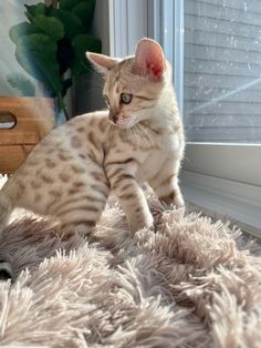 a small cat sitting on top of a fluffy rug next to a window sill