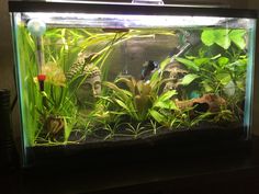 an aquarium filled with lots of plants and fish