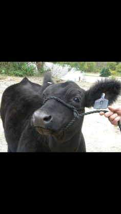 a black cow is tied up and being held by a person with a camera in its mouth