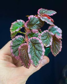 a hand holding a plant with pink and green leaves