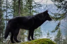 a black wolf standing on top of a moss covered rock in the woods with mountains in the background