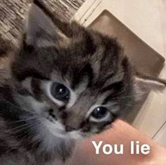 a kitten that is sitting on someone's lap with the caption you lie