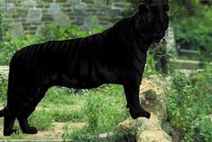 a large black tiger standing on top of a lush green field next to a stone wall
