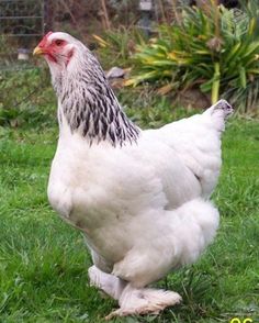 a white chicken standing on top of a lush green field